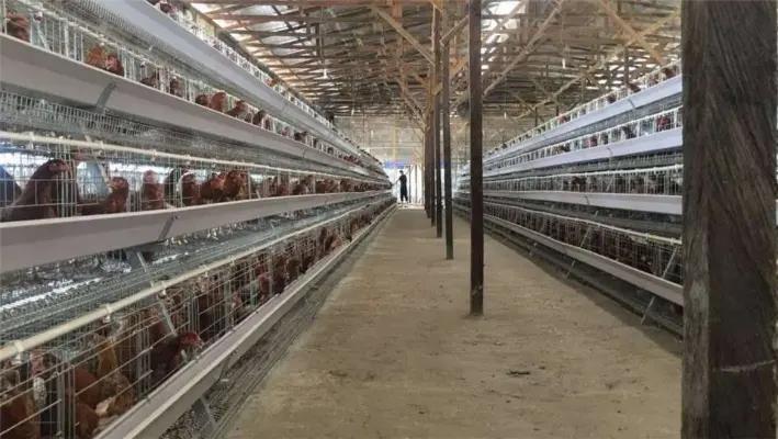 Hebei Ruikang Animal Husbandry Equipment Co., Ltd.