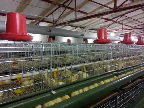 Qingdao Weinier Animal Husbandry Machinery Co., Ltd.
