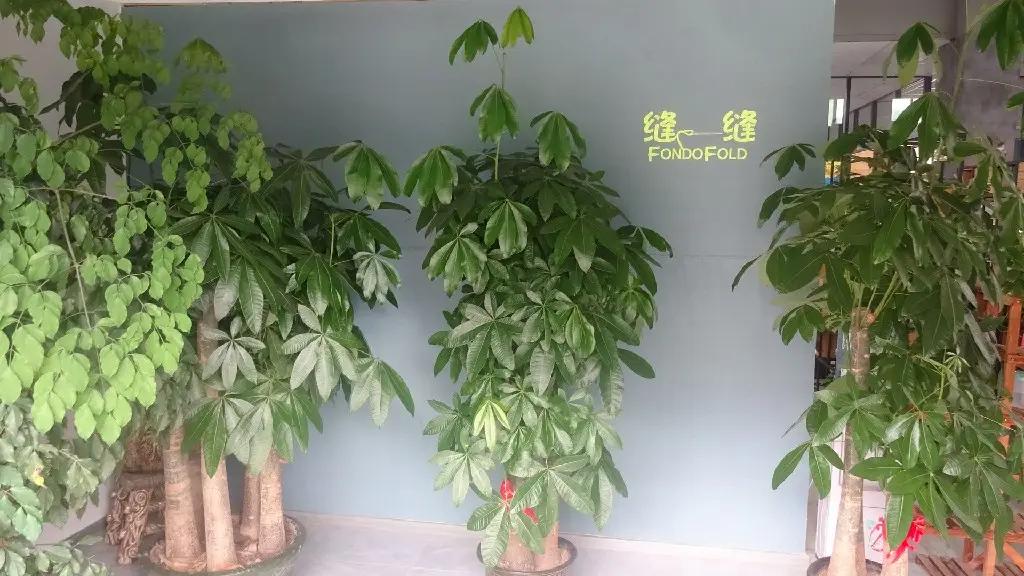 Fondofold Bags (Shenzhen) Co Ltd.