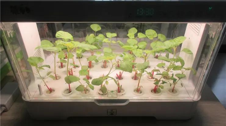 Jiangsu Skyplant Greenhouse Technology Co., Ltd.