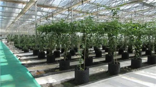 Supplier