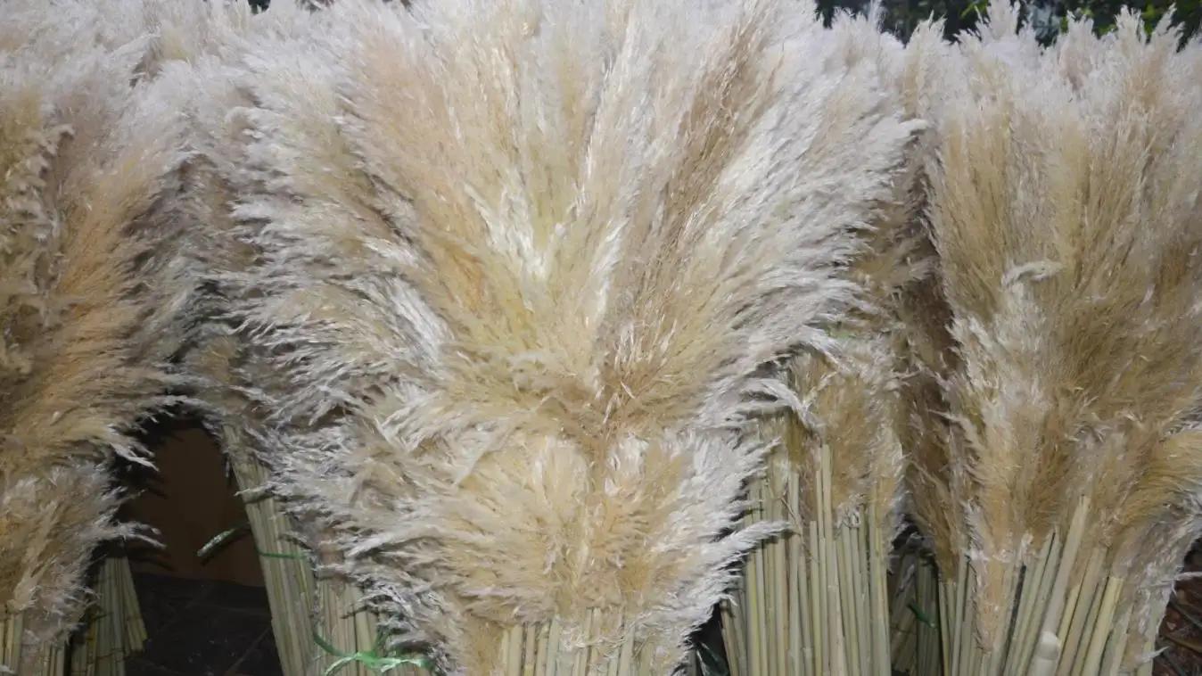 Yunnan Culinan Import And Export Co., Ltd.