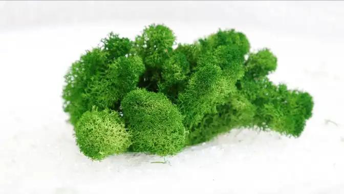 Shilin Hualai Preserved Flowers Co., Ltd.