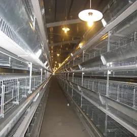 Henan Silver Star Poultry Equipment Co., Ltd.
