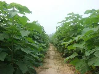 Heze Fortune International Co., Ltd.