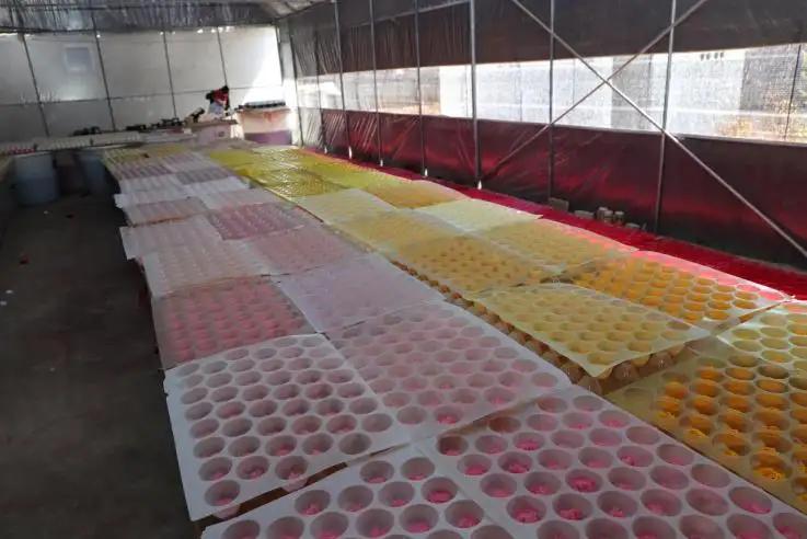 Yunnan Basa Agricultural Technology Co., Ltd.