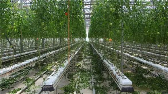 Supplier