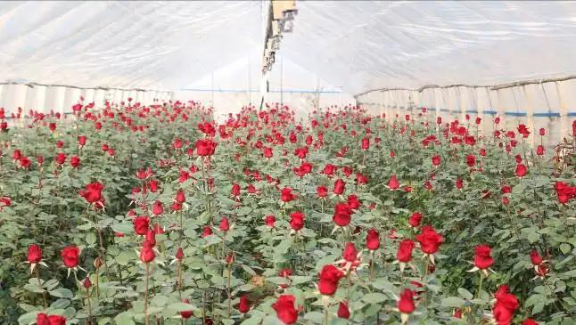 Shilin Hualai Preserved Flowers Co., Ltd.